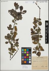 Foto von Salix myrsinifolia Salisb.